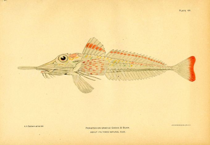 THE SLENDER SEA ROBIN fish print