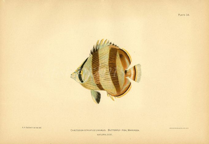 THE BANDED BUTTERFLYFISH print