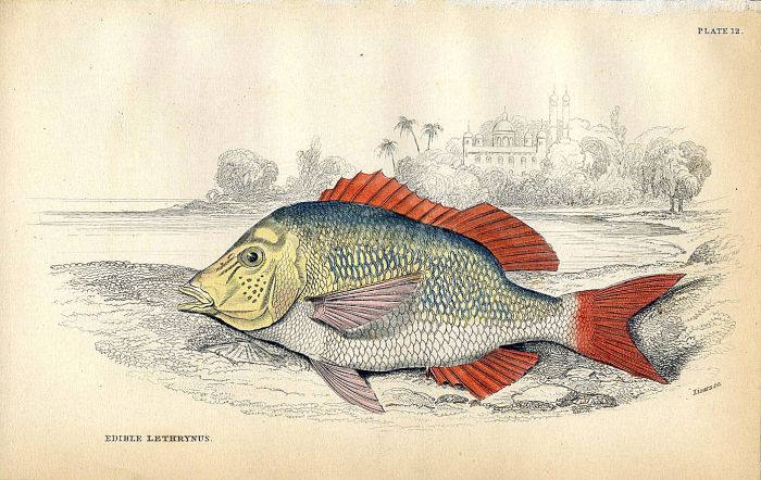 JARDINE/LIZARS - THE EDIBLE LETHRYNUS fish print