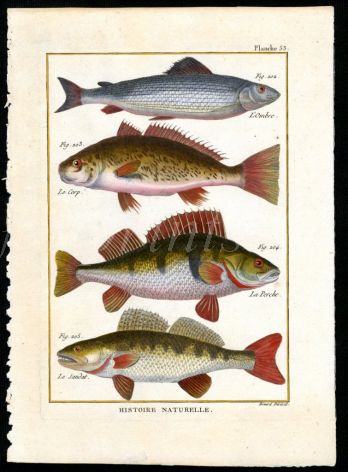 THE GRAYLING, PERCH & PIKEPERCH OR ZANDER print