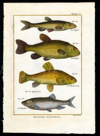 THE GUDGEON, TENCH, GOLDEN TENCH  & CHUB print