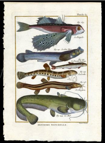 FLYINGFISH, LOACH & WELS CATFISH print