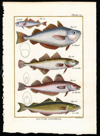 POUT, HAKE &  WHITING print
