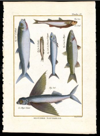FLYING FISH, MULLET print