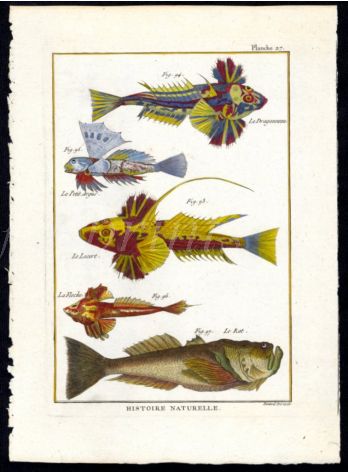 DRAGONET, STARGAZER print
