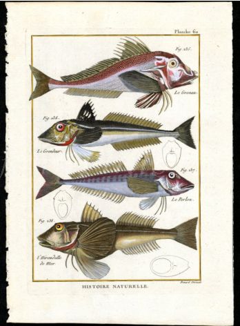 THE RED & GREY GURNARDS print