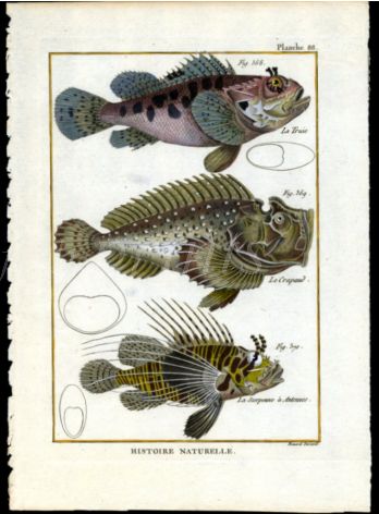 SCORPION FISH print