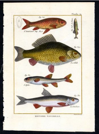 GOLDFISH & GIBEL CARP print