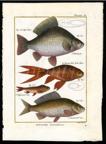 CRUCIAN & COMMON CARP, GOLDFISH print