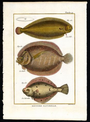 THE SOLE, CARRELET print