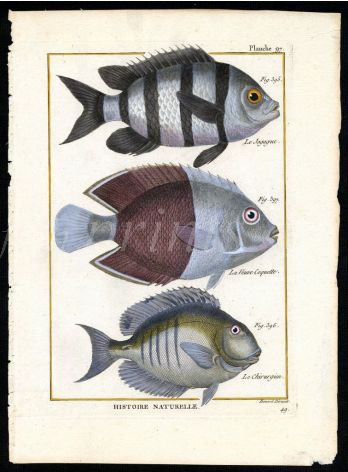 JAGUGUE, COQUETTE, SURGEON print