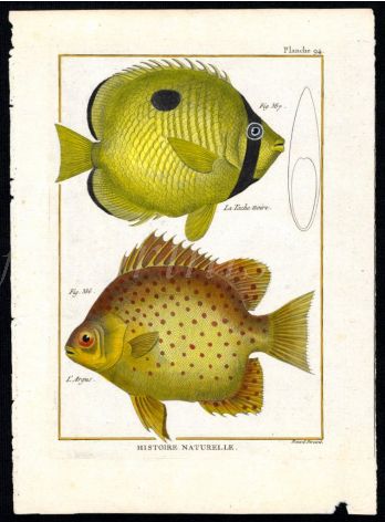 THE TEARDROP BUTTERFLYFISH & SCAT print
