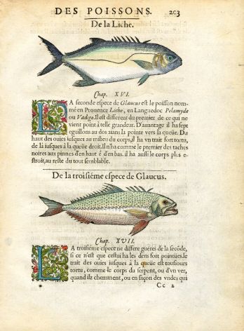 RONDELET FISH PRINT - THE LEERFISH - WOODCUT 1588   