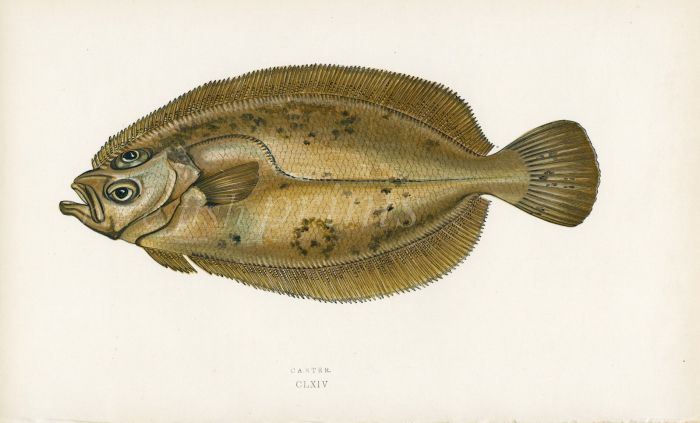 THE CARTER SOLE fish print