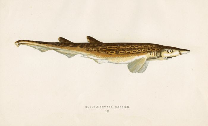 THE BLACK MOUTHED DOGFISH fish print