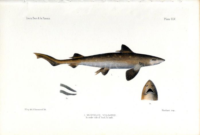 THE COMMON  SMOOTHHOUND SHARK - MUSTELUS fish print