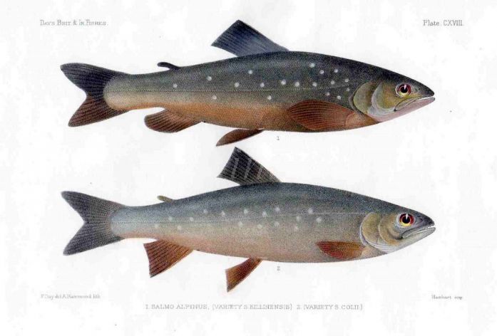 THE ALPINE - ARCTIC CHAR print