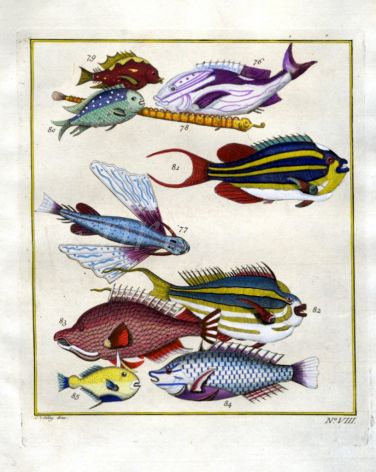 PLATE EIGHT:  TWO-LINED MONOCLE BREAM, SLING-JAW WRASSE print
