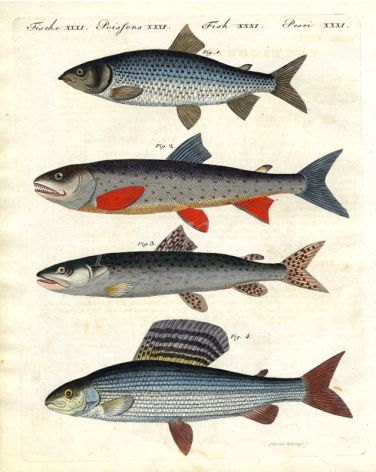 THE GWINIAD, CHAR, HUCHEN DANUBE SALMON, GRAYLING print