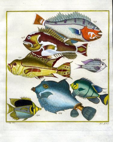 PLATE SIXTEEN: SNAPPER, BUTTERFLYFISH, THORNBACK BOXFISH print