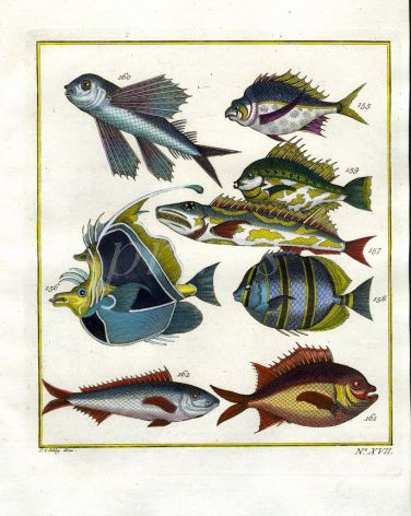 PLATE SEVENTEEN: FLYINGFISH, HORNED BUTTERFLYFISH, REGAL ANGELFISH, BANDED ANGELFISH print