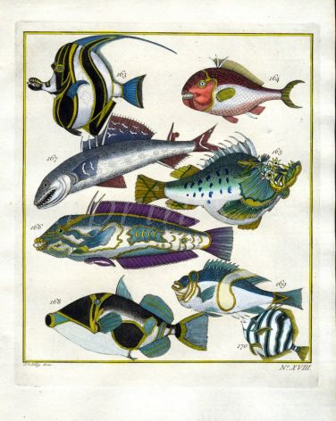 PLATE EIGHTEEN: MOORISH IDOL, DEVILFISH, PARROTFISH, TRIGGERFISH print