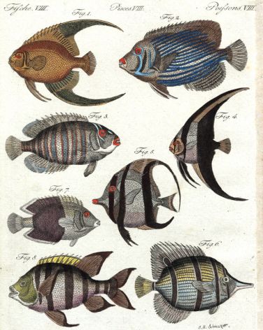 GOLD-YELLOW ANGELFISH, EMPEROR OF JAPAN, RACOON BUTTERFLYFISH, LONG-FINNED BATFISH, BANNERFISH,  BICOLOR, SERGANT BUTTERFLYFISH print