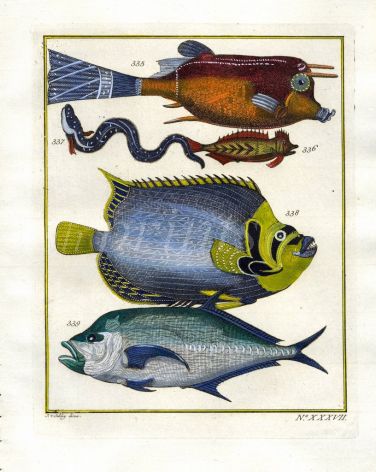 PLATE THIRTY SEVEN: LONGHORN COWFISH, THE EMPEROR OF JAPAN, LONG-RAKER TREVALLY print