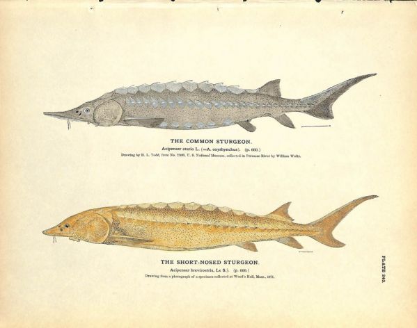 THE LAKE STURGEON & SHOVEL-NOSE STURGEON print