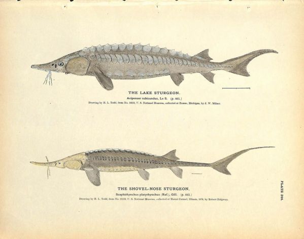 THE COMMON & SHOVEL-NOSED STURGEON print