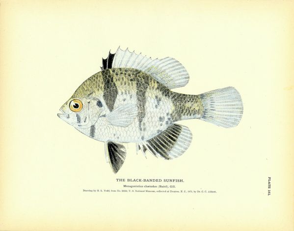 THE BLACK-BANDED SUNFISH print