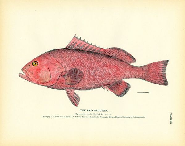 THE RED GROUPER (morio) print