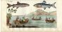 WILHELM - DANUBE HUCHEN SALMON FISHING print 1802