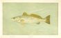 THE SPOTTED SEA TROUT print ( Cynoscion maculatum)