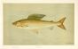 THE MICHIGAN GRAYLING print (Thymallus ontariensis)