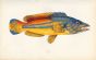 THE COOK WRASSE fish print