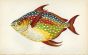 THE OPAH fish print