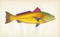 THE SCIAENA fish print
