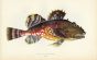 THE GREENLAND BULLHEAD fish print