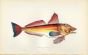 BLOCH'S GURNARD fish print