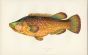 THE BALLAN WRASSE fish print
