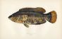 THE BAILLON'S WRASSE fish print
