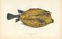 THE FOUR-HORNED TRUNKFISH print