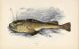 THE ANGLER fish print