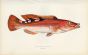 THE THREE-SPOTTED WRASSE fish print