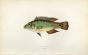THE CORKWING WRASSE fish print