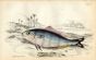 JARDINE/LIZARS - THE  INDIAN PILOT-FISH  print