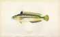 THE RAINBOW WRASSE fish print