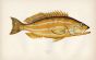 THE COMBER fish print