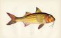 THE SURMULLET - STRIPED RED MULLET fish print